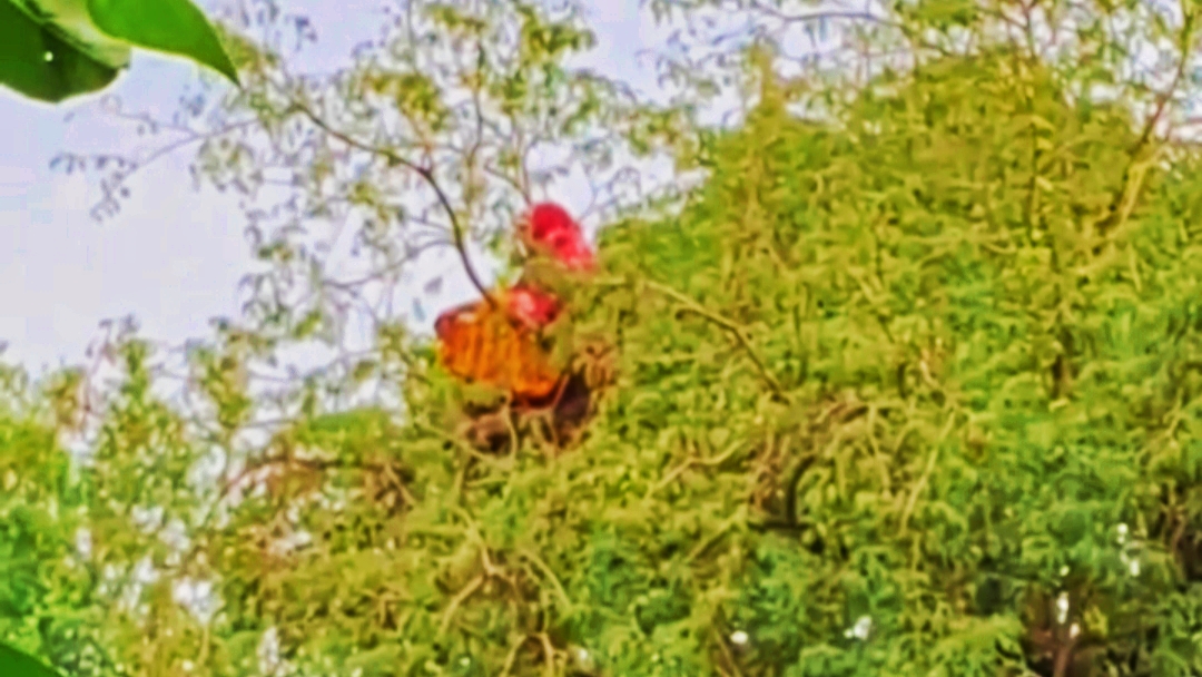 তেঁতুল গাছের চূড়ায় নিখোঁজ বৃদ্ধা, উদ্ধারকালে পুকুরে ঝাঁপে চাঞ্চল্য
