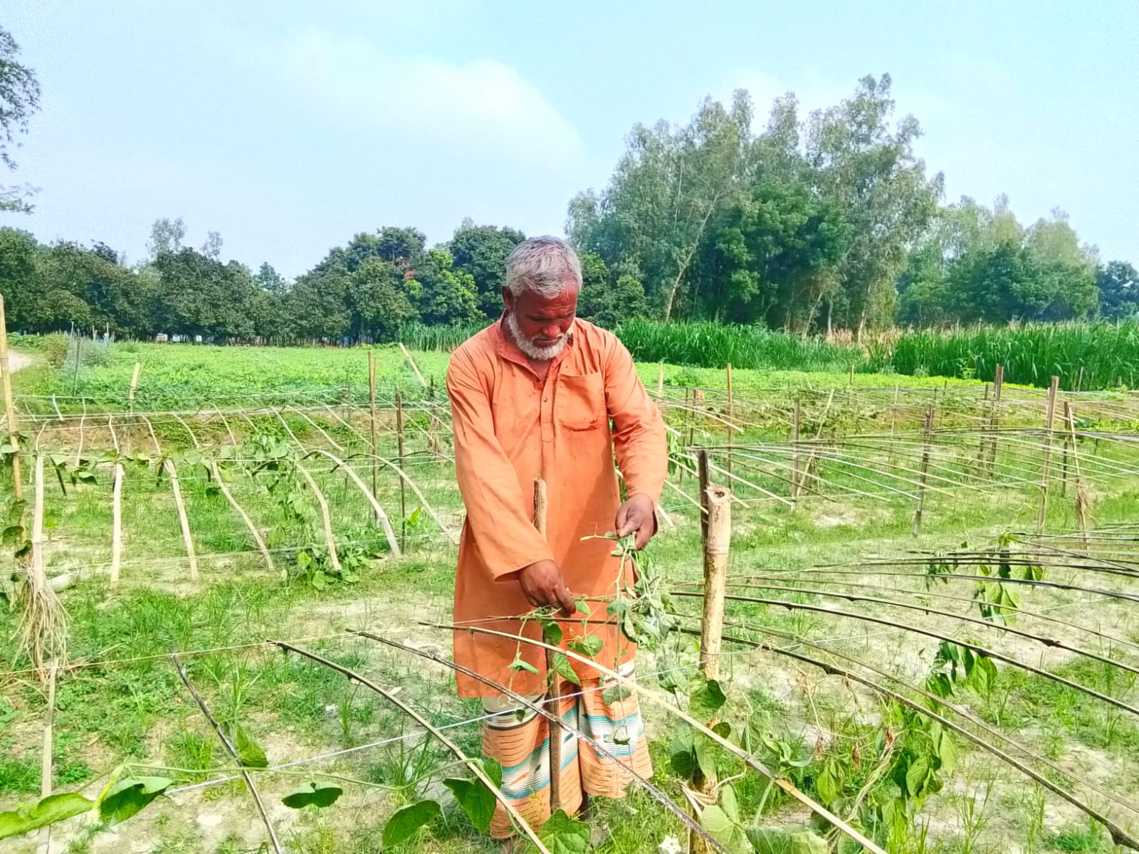 বীরগঞ্জে কৃষকের ভুট্টা লুট ও পটল গাছ কাটার অভিযোগ