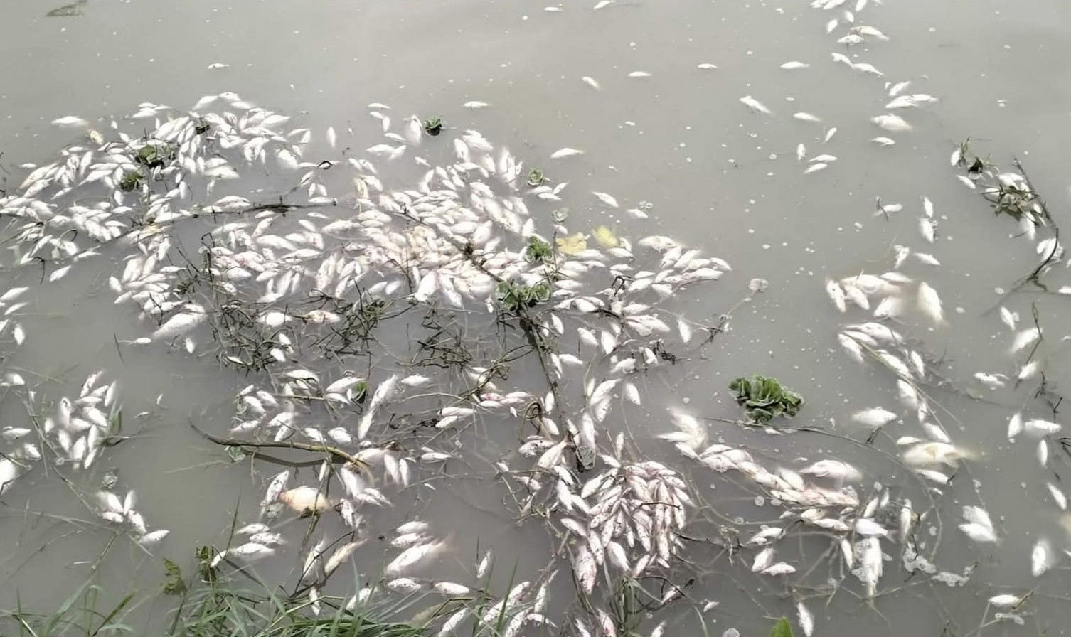 গাইবান্ধা সদর ৫ নং বল্লম ঝাড় ইউনিয়ন পুকুরে বিষ দিয়ে ১০/১৫ লাখ টাকার মাছ মেরে ফেলে দিশেহারা মৎস্য চাষী