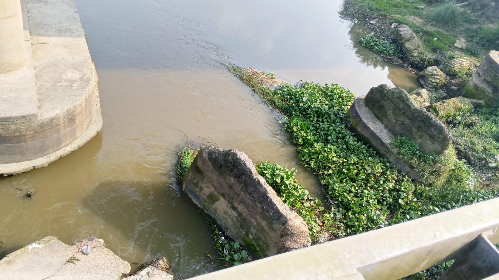 পূর্ণভবা নদীতে কচুরিপানার স্তূপে পানির প্রবাহ ব্যাহত, দুর্গন্ধে অতিষ্ঠ এলাকাবাসী