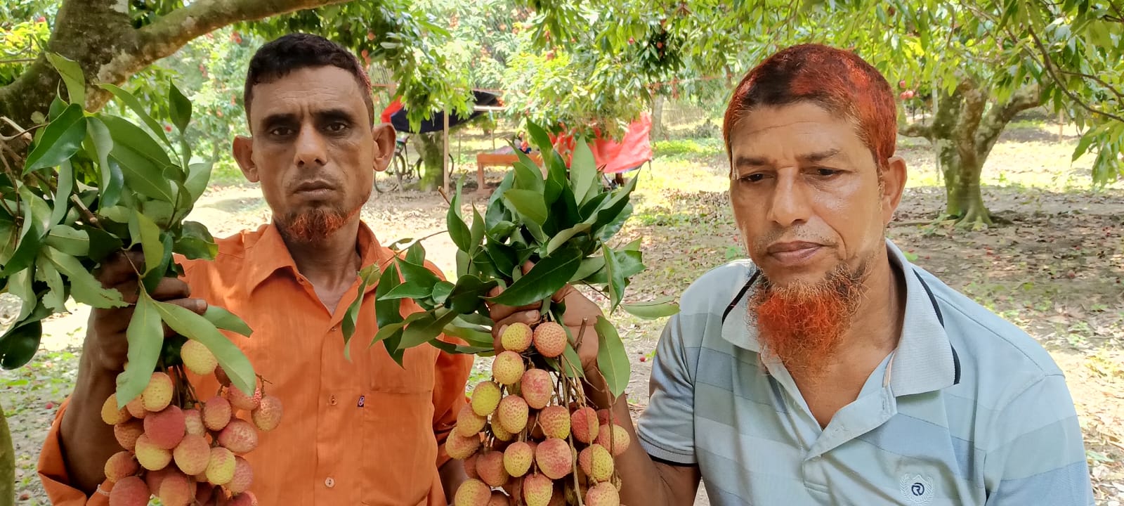 লিচুর বাম্পার ফলন