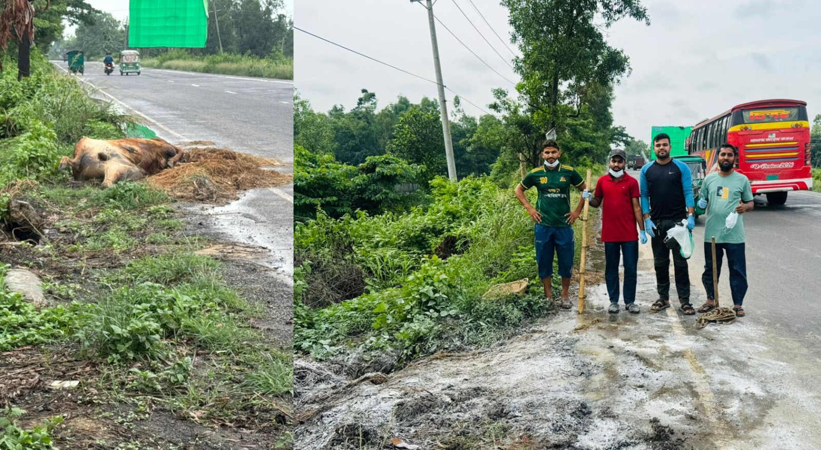 মানবতার অনন্য দৃষ্টান্ত; মহাসড়ক থেকে মৃত পঁচা গরু অপসারণ করলো ‘বসন্তপুর ফাউন্ডেশন’