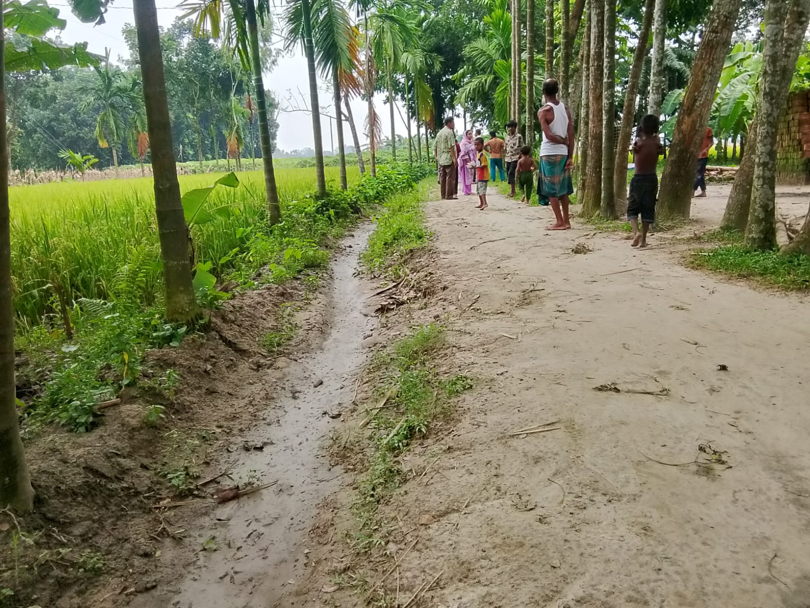 বীরগঞ্জে সরকারি রাস্তা দখল করে ড্রেন নির্মাণের অভিযোগ, কৃষি আবাদ ও চলাচলে দুর্ভোগ