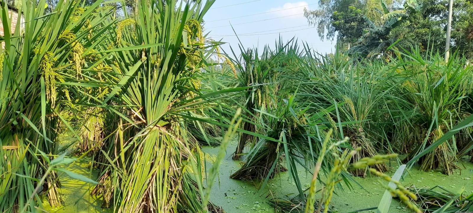 পীরগঞ্জের কৃষিতে নতুন সম্ভাবনার দিগন্ত; উপজেলা কৃষি কর্মকর্তার নেতৃত্বে উন্নয়নের ধারাবাহিকতা