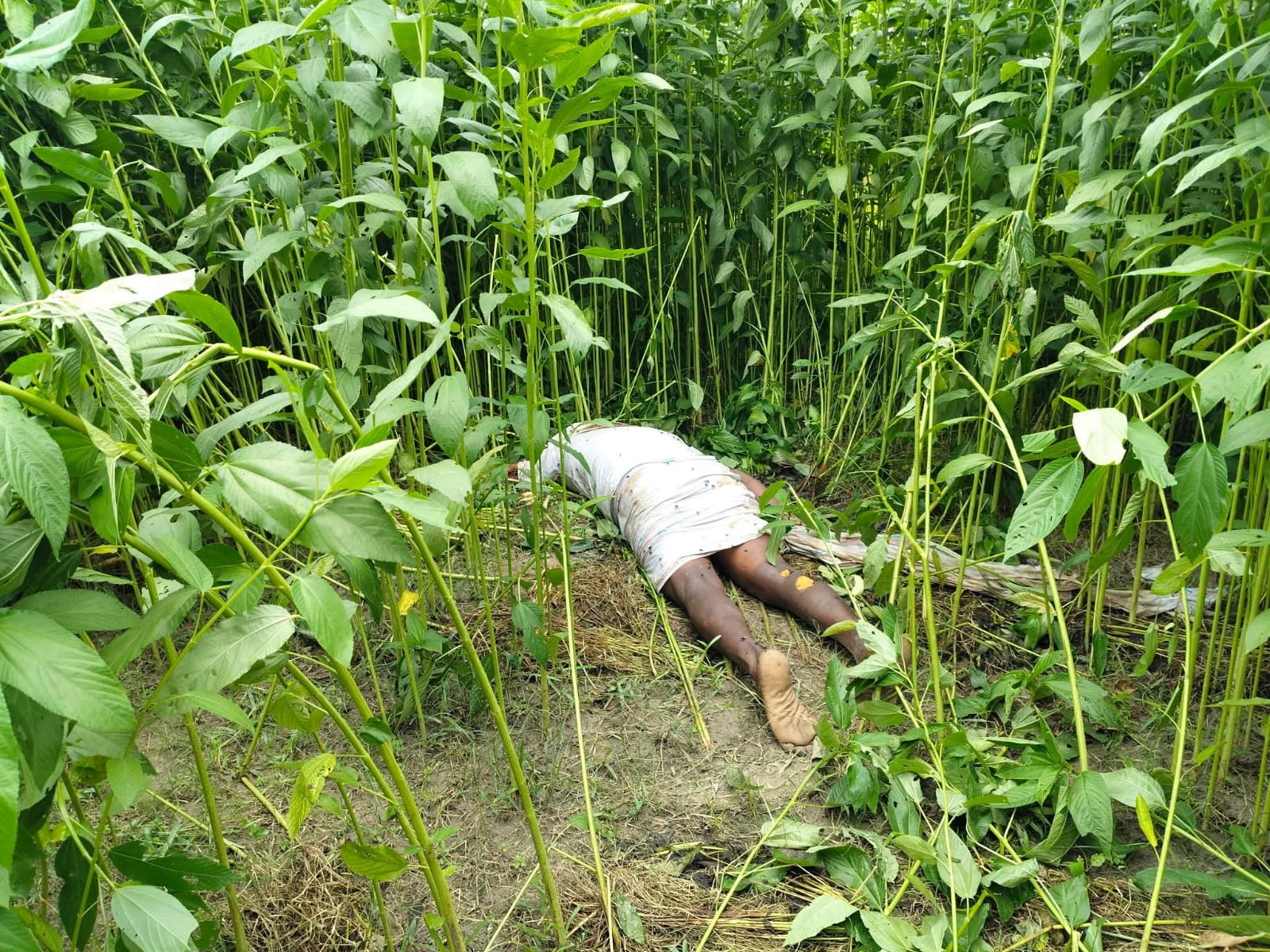 নাগরপুরে নিখোঁজের ৩ দিন পর পাটক্ষেতে শওকতের অর্ধগলিত লাশ উদ্ধার