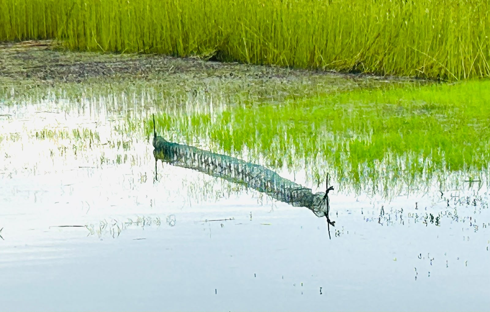 পানির সাথে বাড়ছে চায়না দুয়ারি জাল, সালথায় হুমকিতে দেশীয় মাছ
