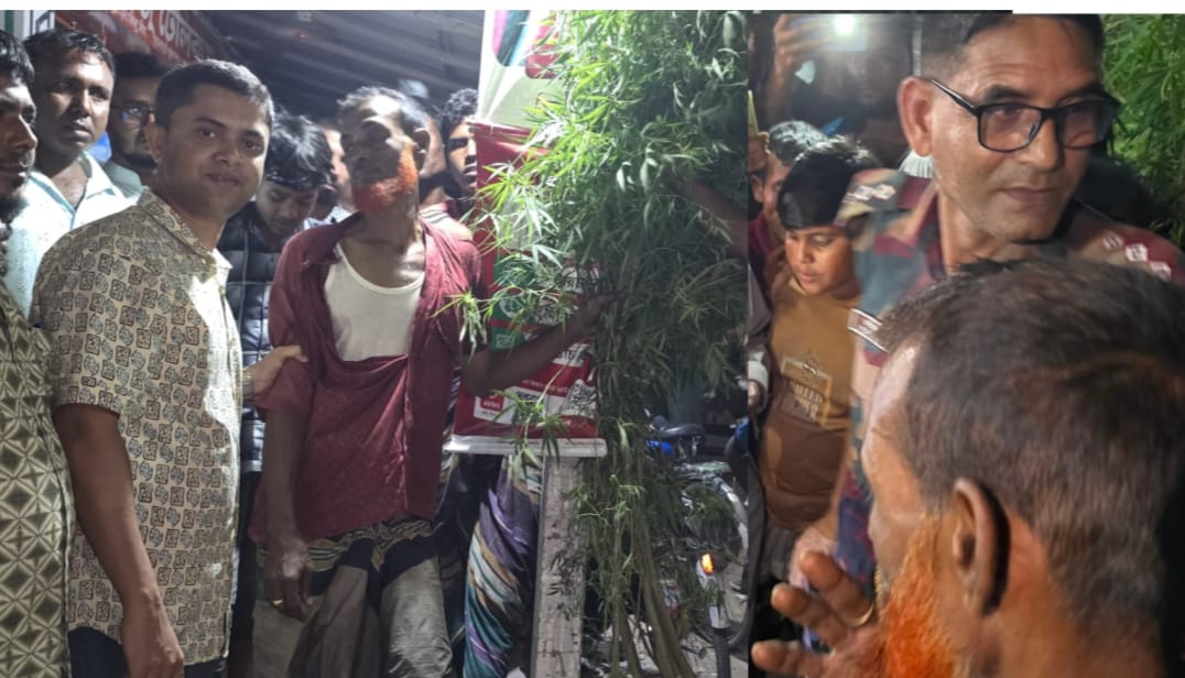ভূরুঙ্গামারীতে গাঁজা গাছ জব্দ, পালাতে গিয়ে দুই যুবককে কামড়ে আহত করল অভিযুক্ত