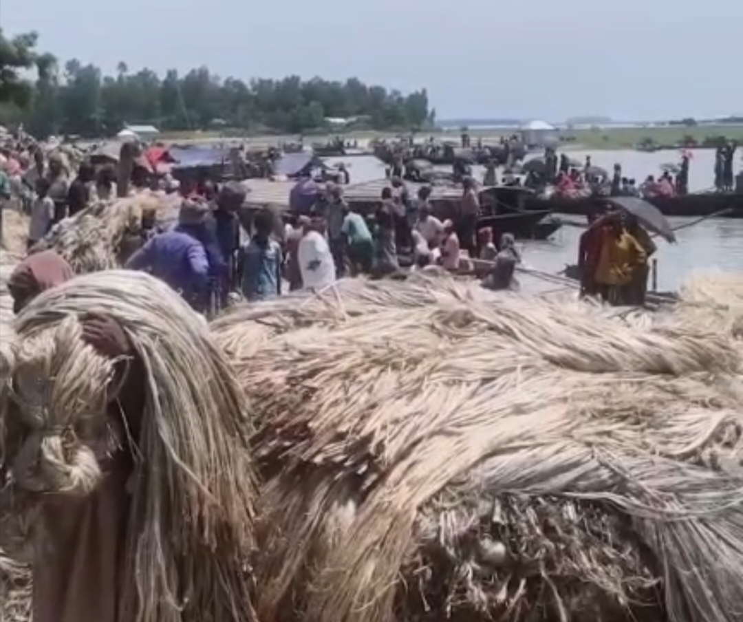 পাটের দামে স্বস্তি, লাভের আশায় কুড়িগ্রামের চাষিরা।