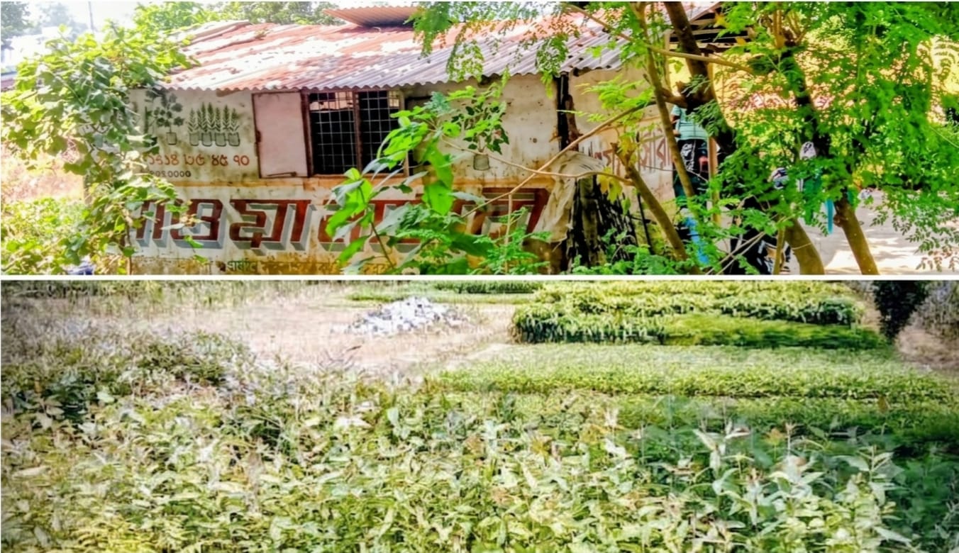 ধামইরহাটে নিষিদ্ধ চারা বিক্রয় মাওয়া নার্সারিতে এবং সাংবাদিকদের মেরে ফেলার হুমকি