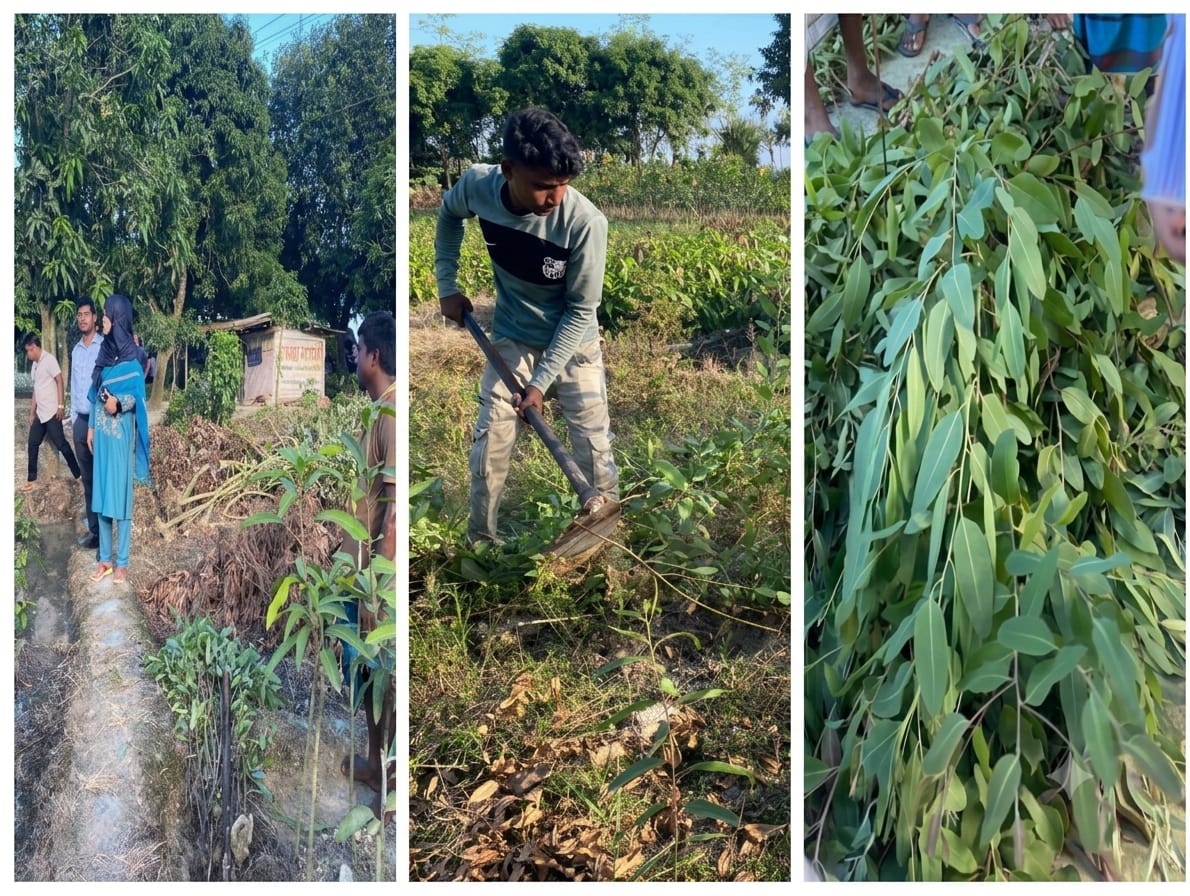 ধামইরহাটে মাওয়া নার্সারিতে নিষিদ্ধ ইউক্যালিপটাস বিক্রির দায়ে নার্সারি মালিককে জরিমানা, ৫০০ চারা ধ্বংস