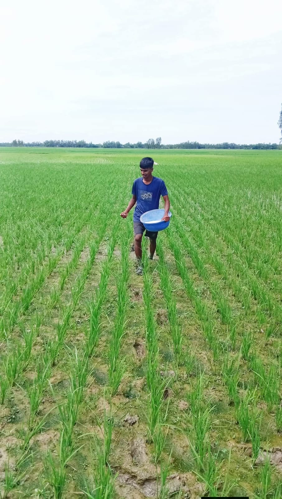 সারের দাবিতে উলিপুরে কৃষকের সড়ক অবরোধ, প্রশাসনের সহযোগিতায় দ্রুত সমাধান।