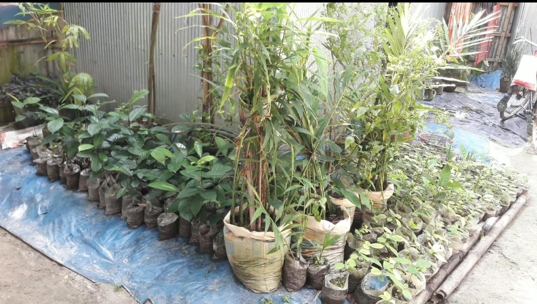 পলাশবাড়ীতে ৩০ কিলোমিটার সড়কে গাছ লাগানোর উদ্যোগ, সংরক্ষণ নিয়ে উঠছে নানা প্রশ্ন