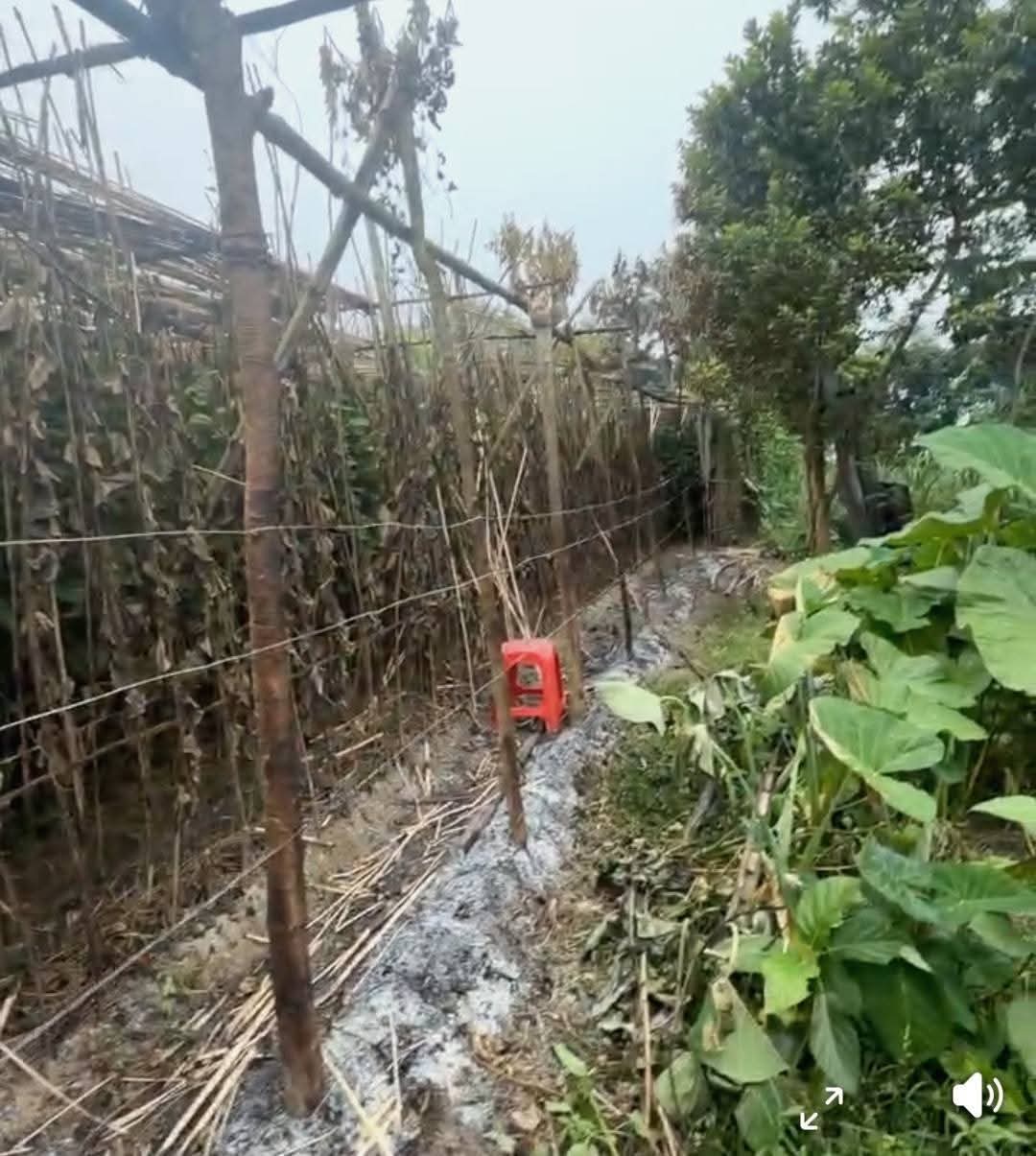 কুষ্টিয়া ভেড়ামারাই পানের বরজ পু*ড়ে ছা*ই, ক্ষ*তি পরিমাণ প্রায় ২ লাখ টাকা।