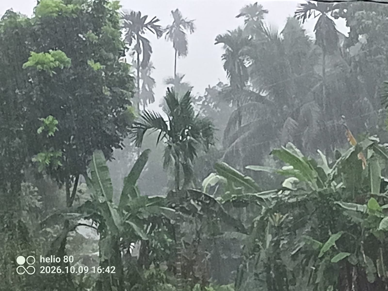 নেত্রকোনার পূর্বধলায় বজ্রের ঝলকানির পর বৃষ্টি, স্বস্তি ফিরেছে কৃষক-শ্রমজীবীদের মনে