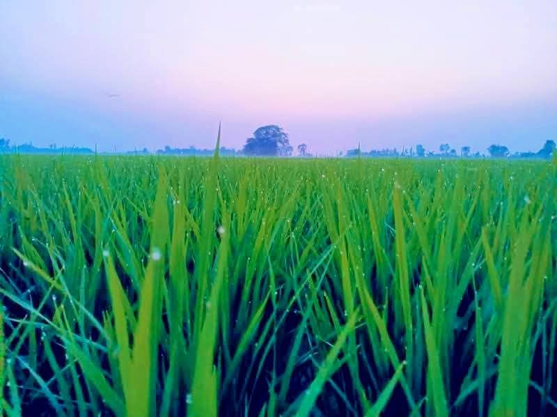 শীতের আগেই শীতবস্ত্র বিতরণের দাবি গাইবান্ধায়, চরাঞ্চলের মানুষের দুশ্চিন্তা বাড়ছে