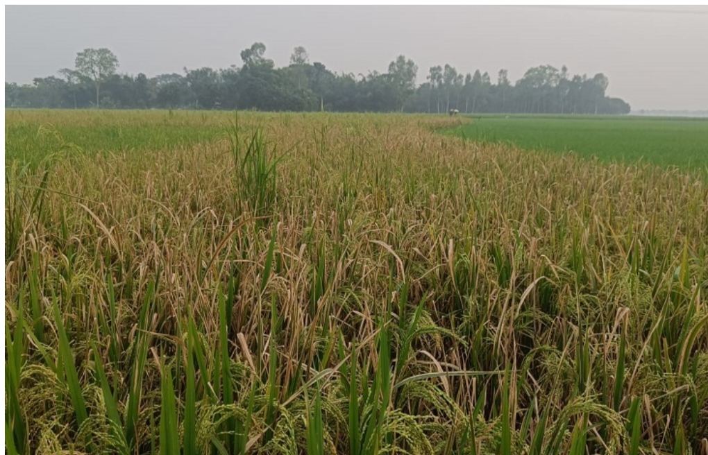 কুড়িগ্রামে আমন ধানে ছাতরা পোকার হানা, কীটনাশকেও মিলছে না সুফল।